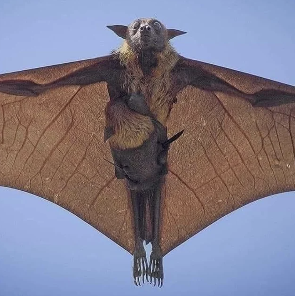 fruit bat with baby