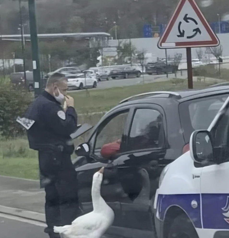 goose police meme