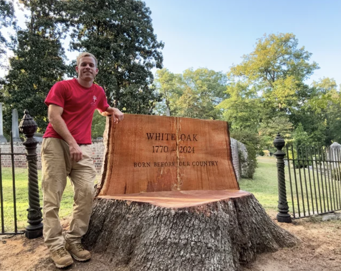 tree stump - White Oak 1770 2024 Born Before Our Country