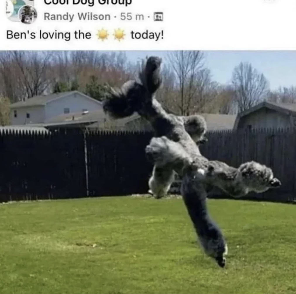 dog in the air meme - Randy Wilson 55 m. Ben's loving the today!