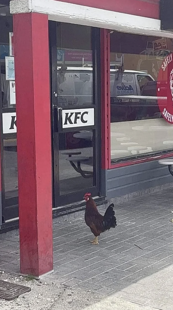 chicken kfc memes - K Kfc Safely