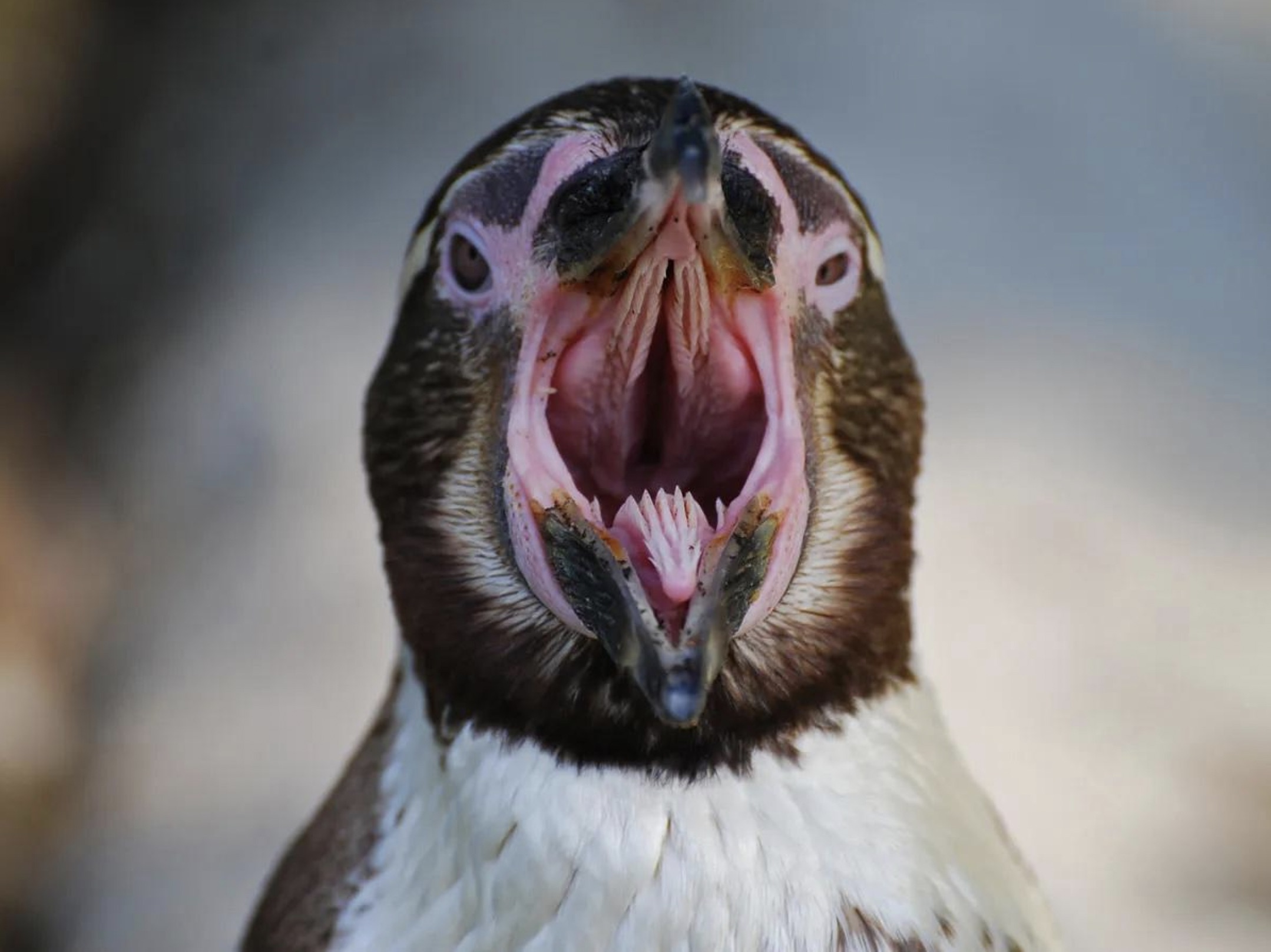 inside of penguin mouth