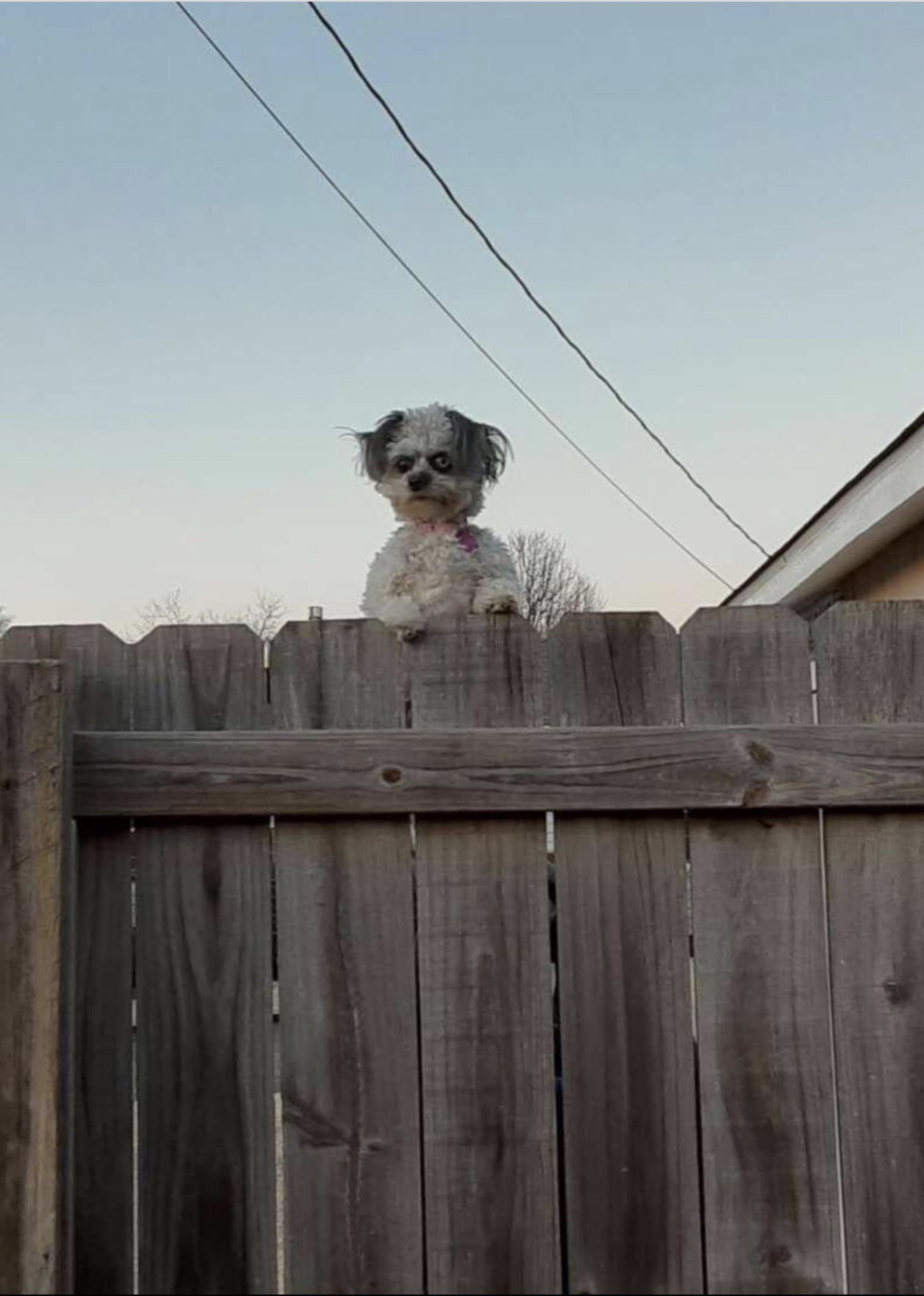 scary dog on fence