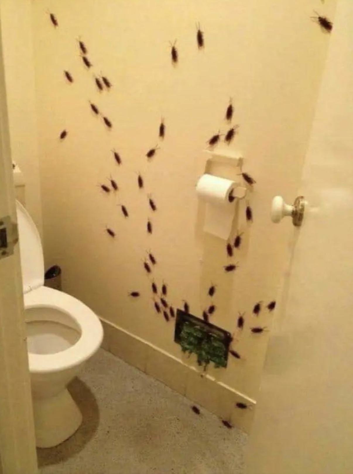 cockroaches in bathroom