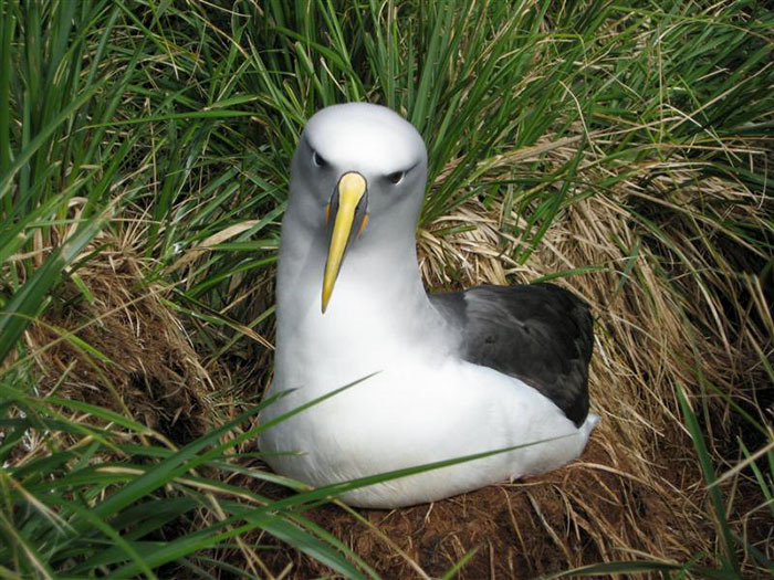 buller albatross