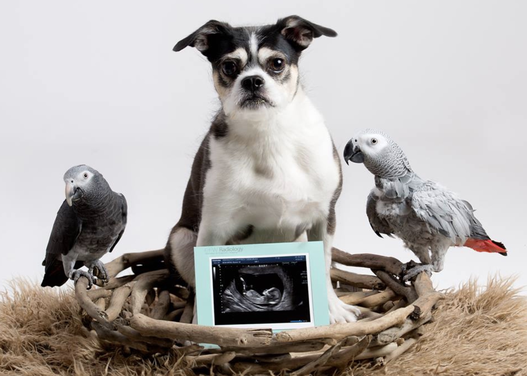 45 Highly-Questionable Pregnancy Announcement Photoshoots