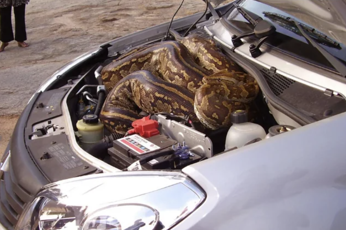 python in car engine