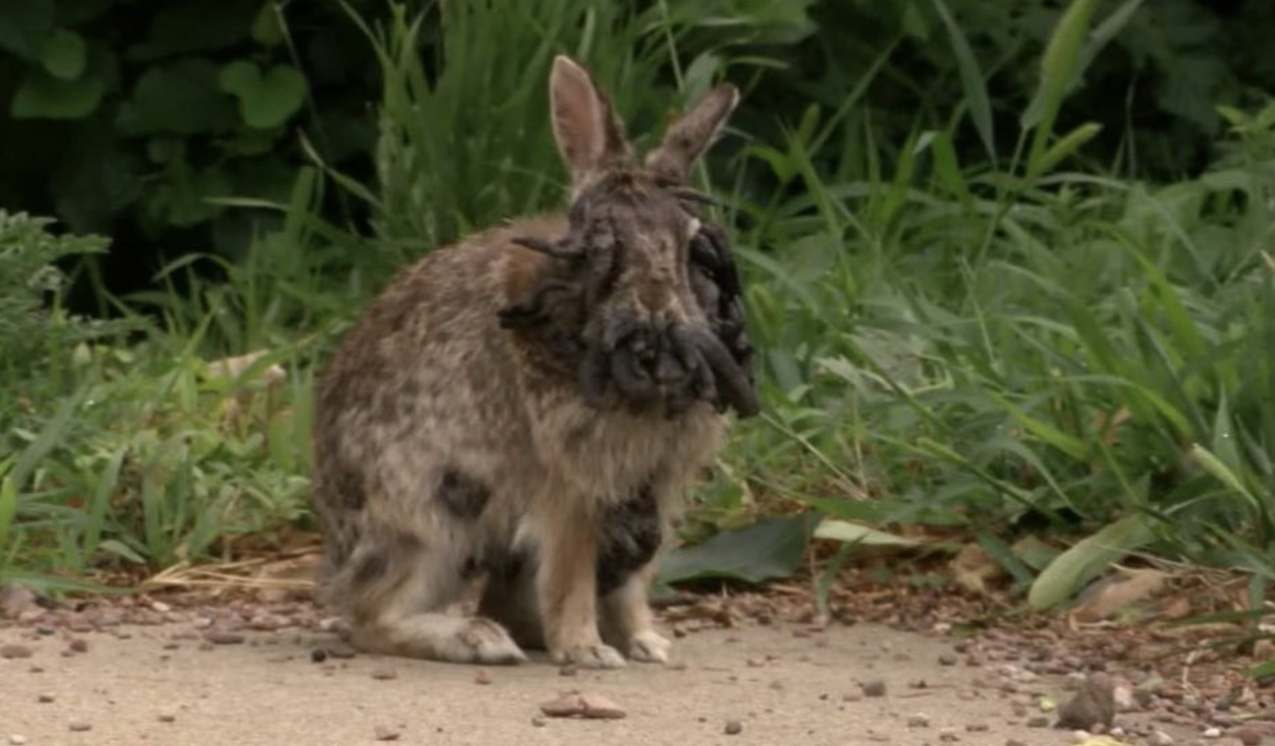 domestic rabbit