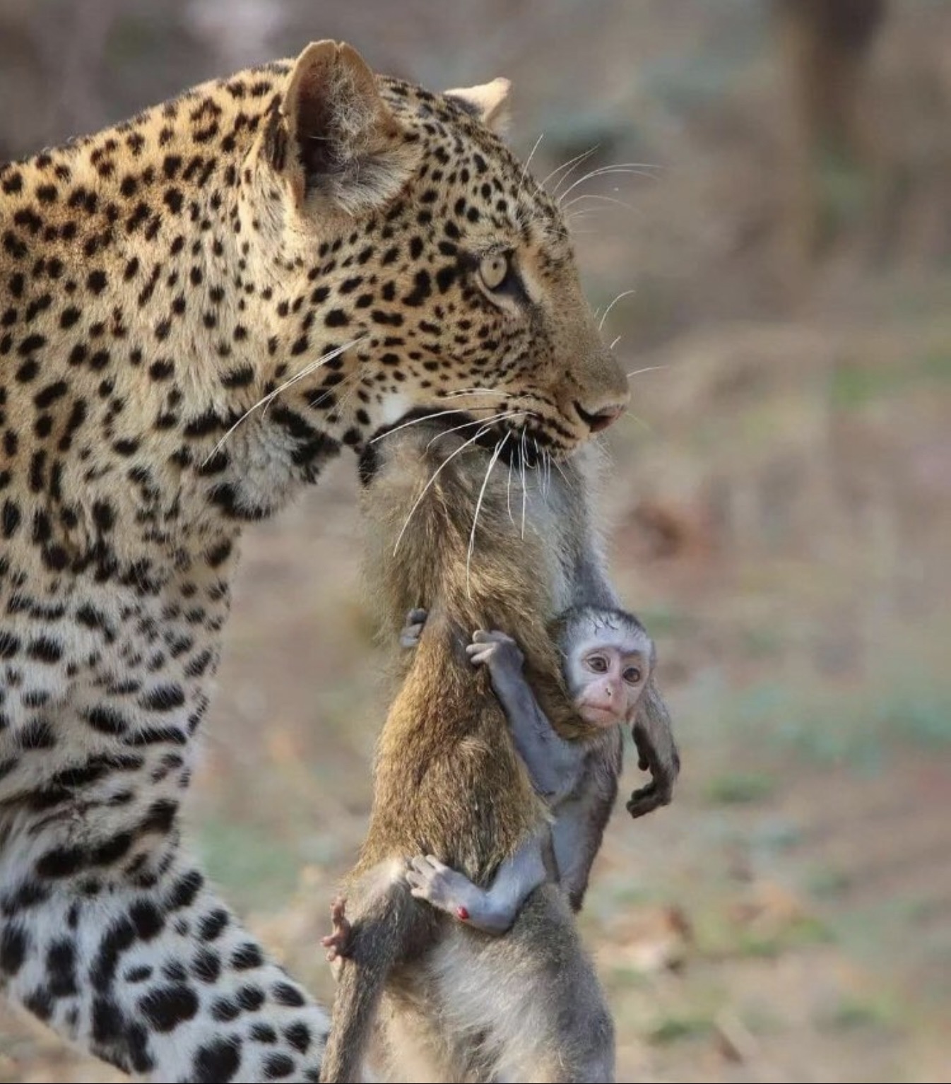 african leopard