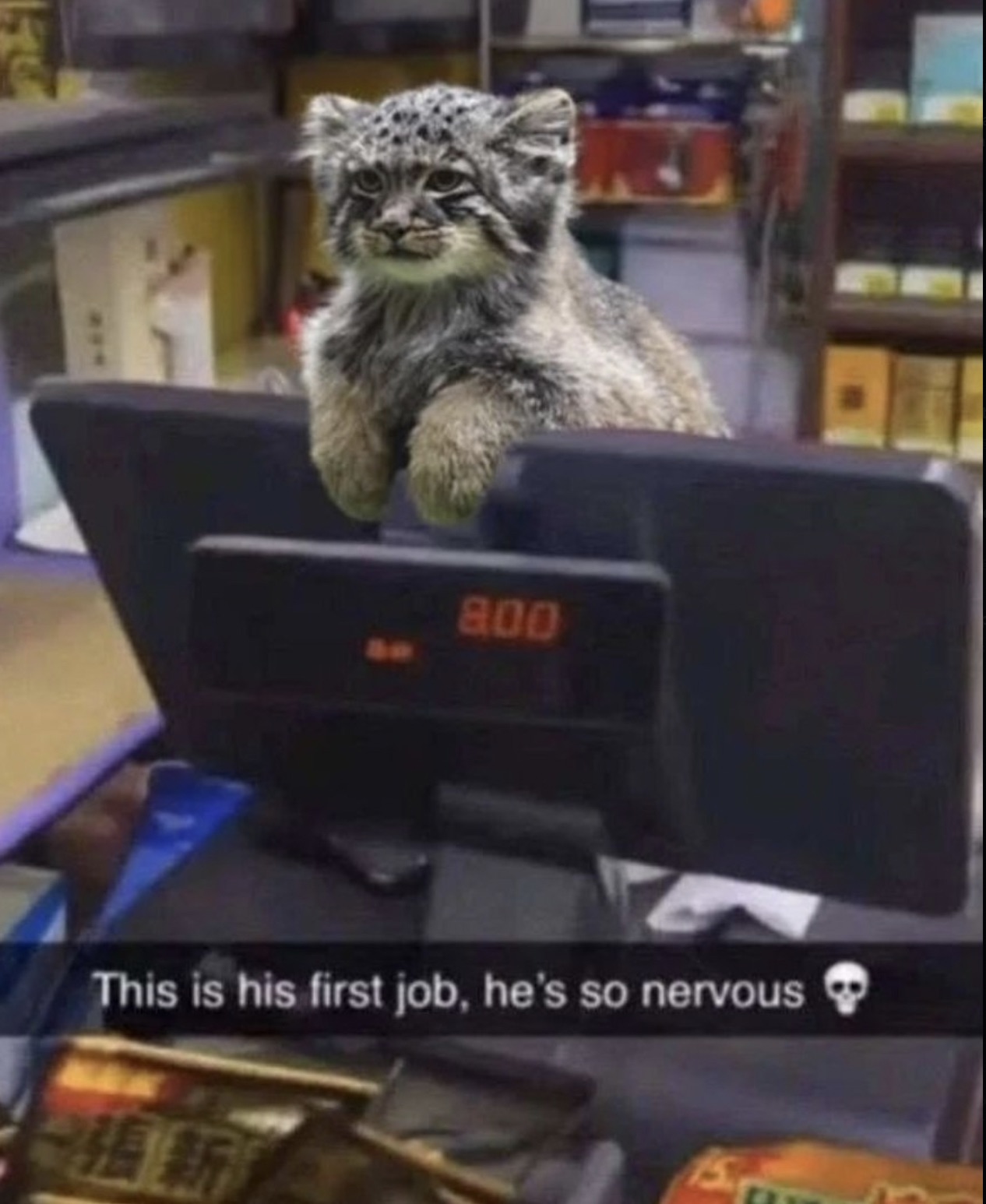 it's his first job he's nervous - 800 This is his first job, he's so nervous 15