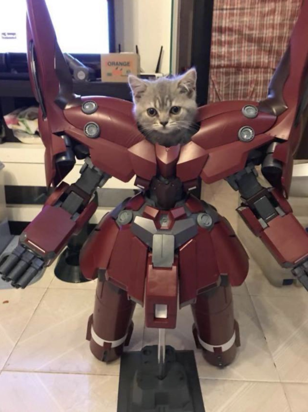 cat in neo zeong - ! Orange