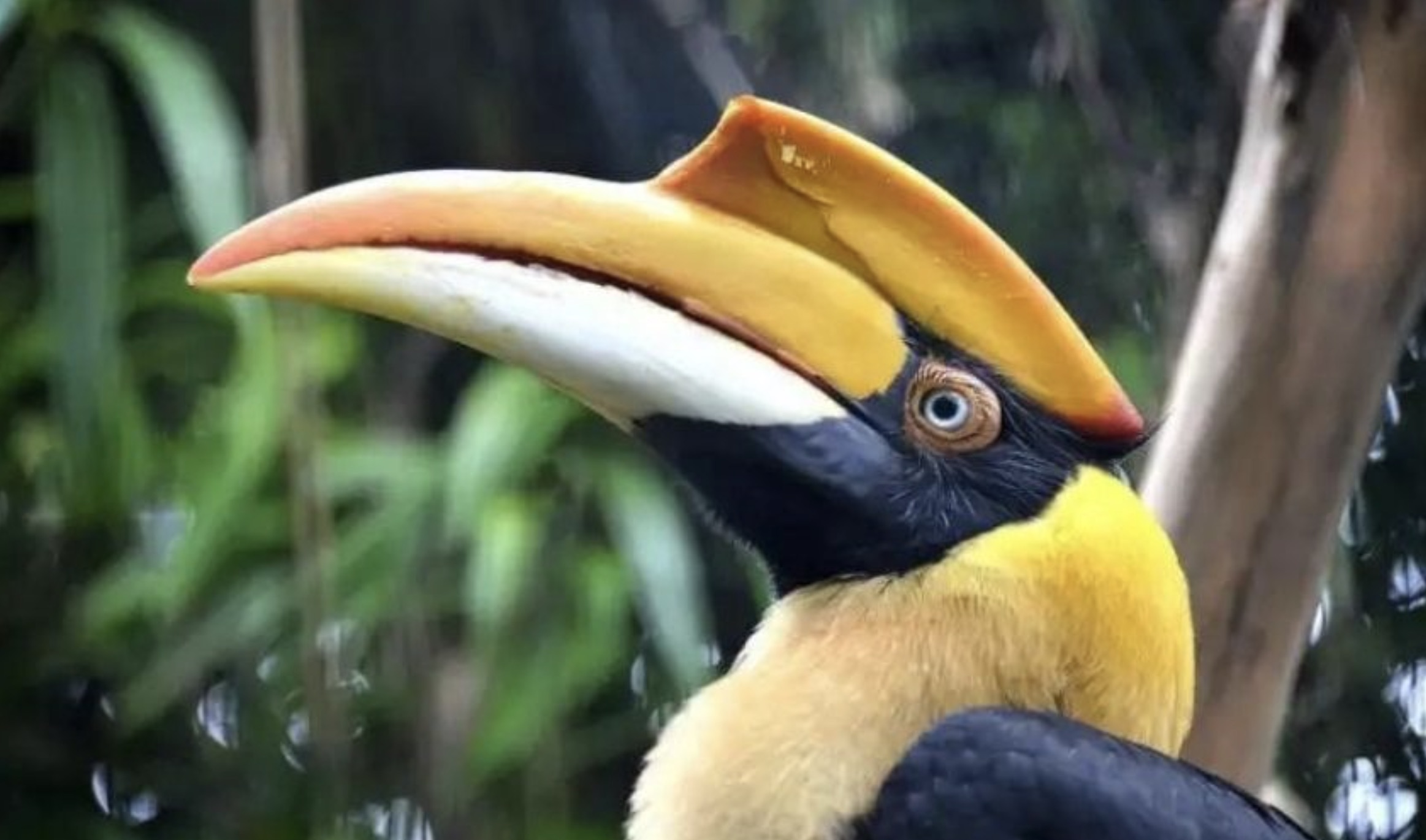 hornbill information