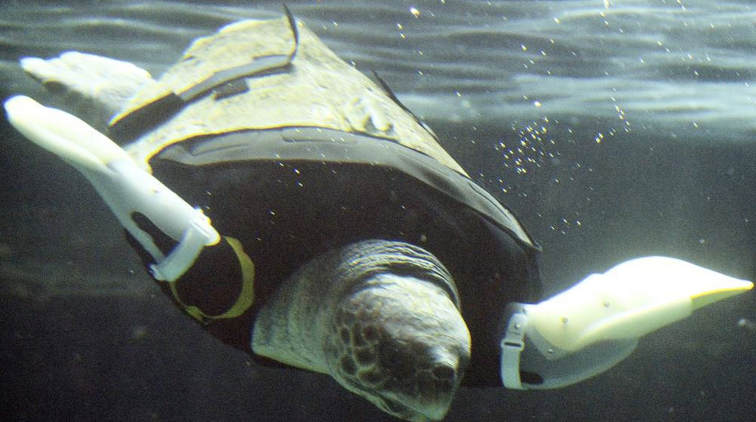 sea turtle prosthetic legs