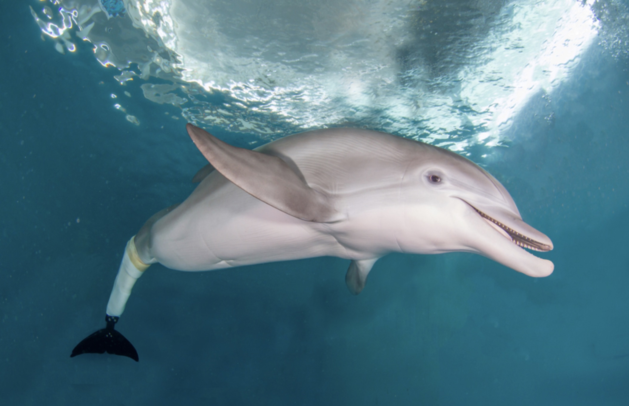 dolphin with prosthetic tail