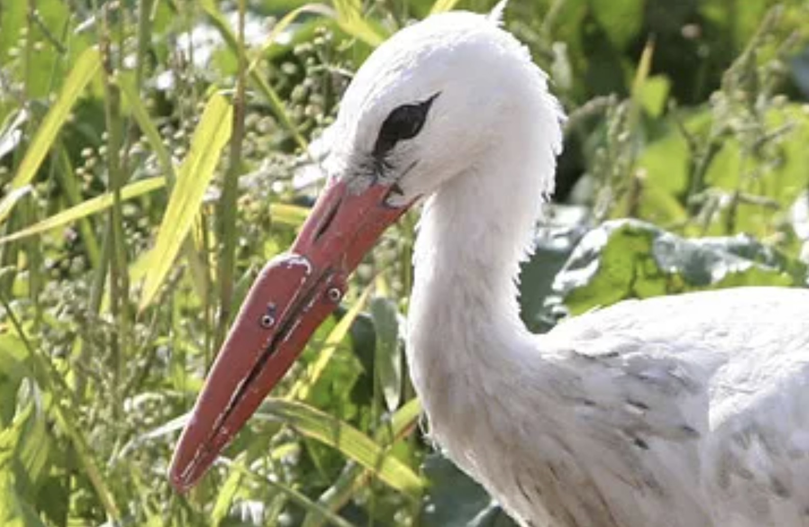 animals with prosthetic limbs