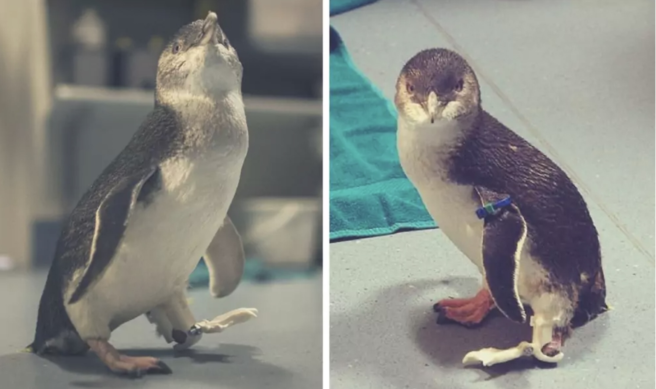 animals with prosthesis