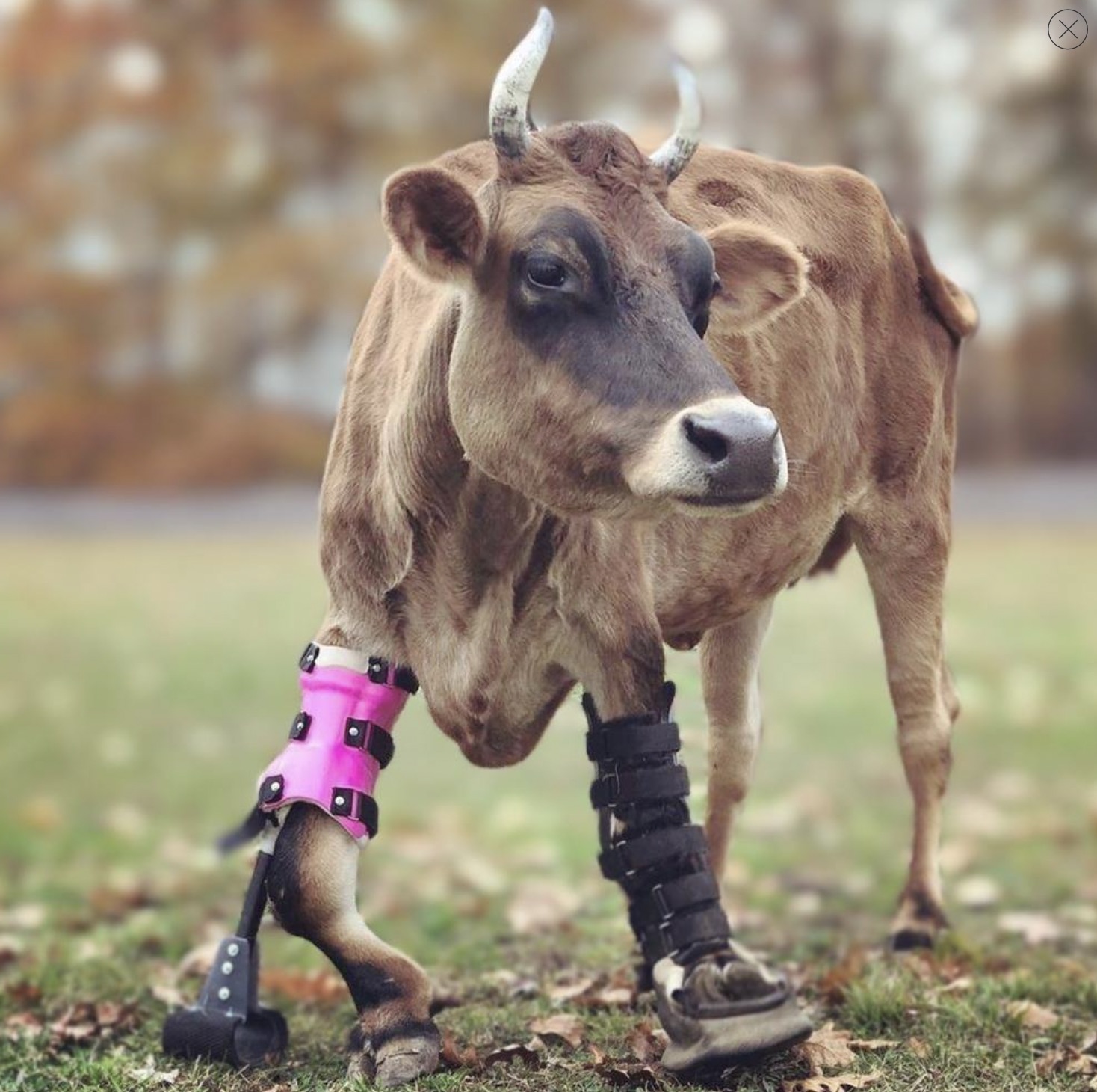 prosthetic cow leg - X