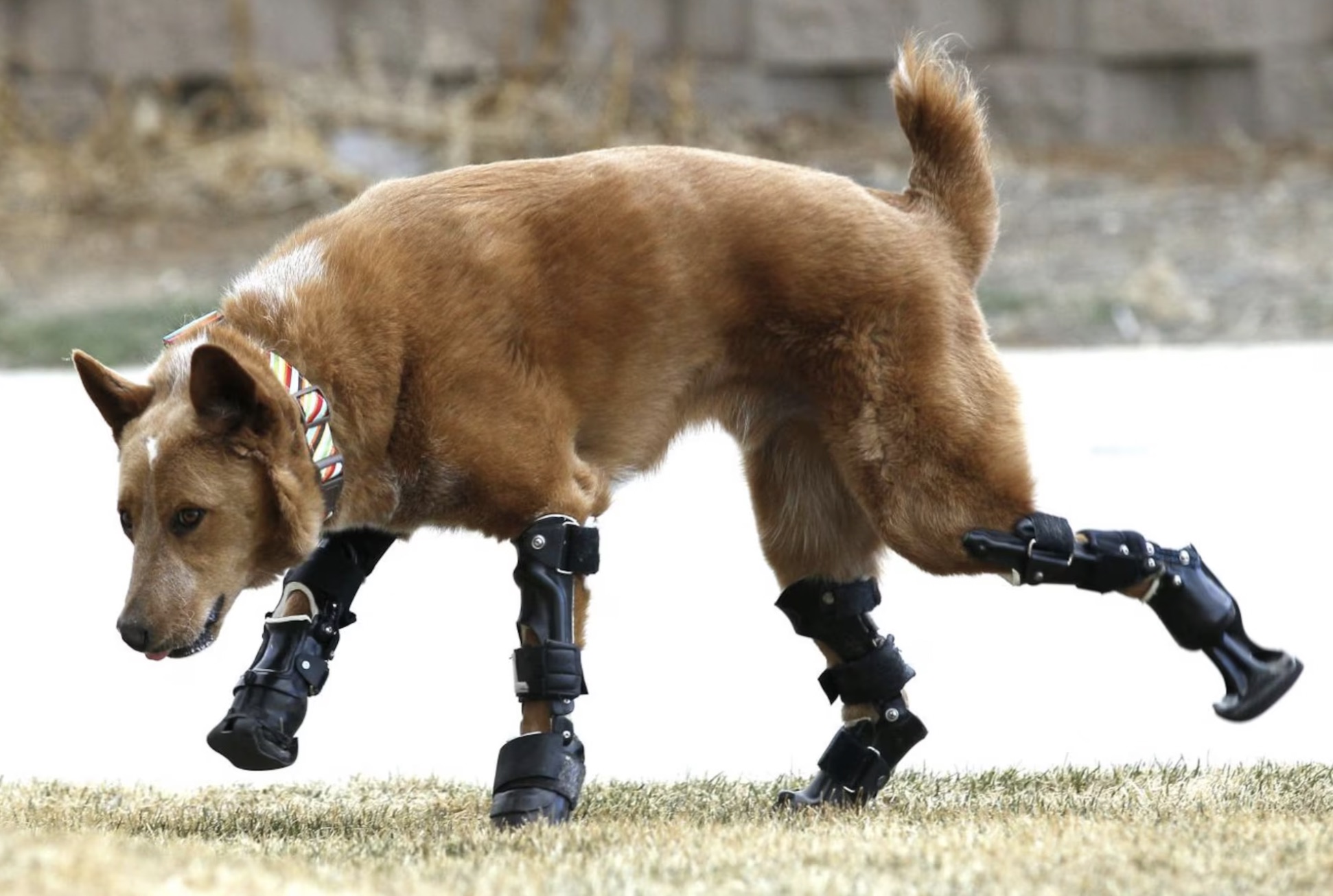 dog prosthetic leg