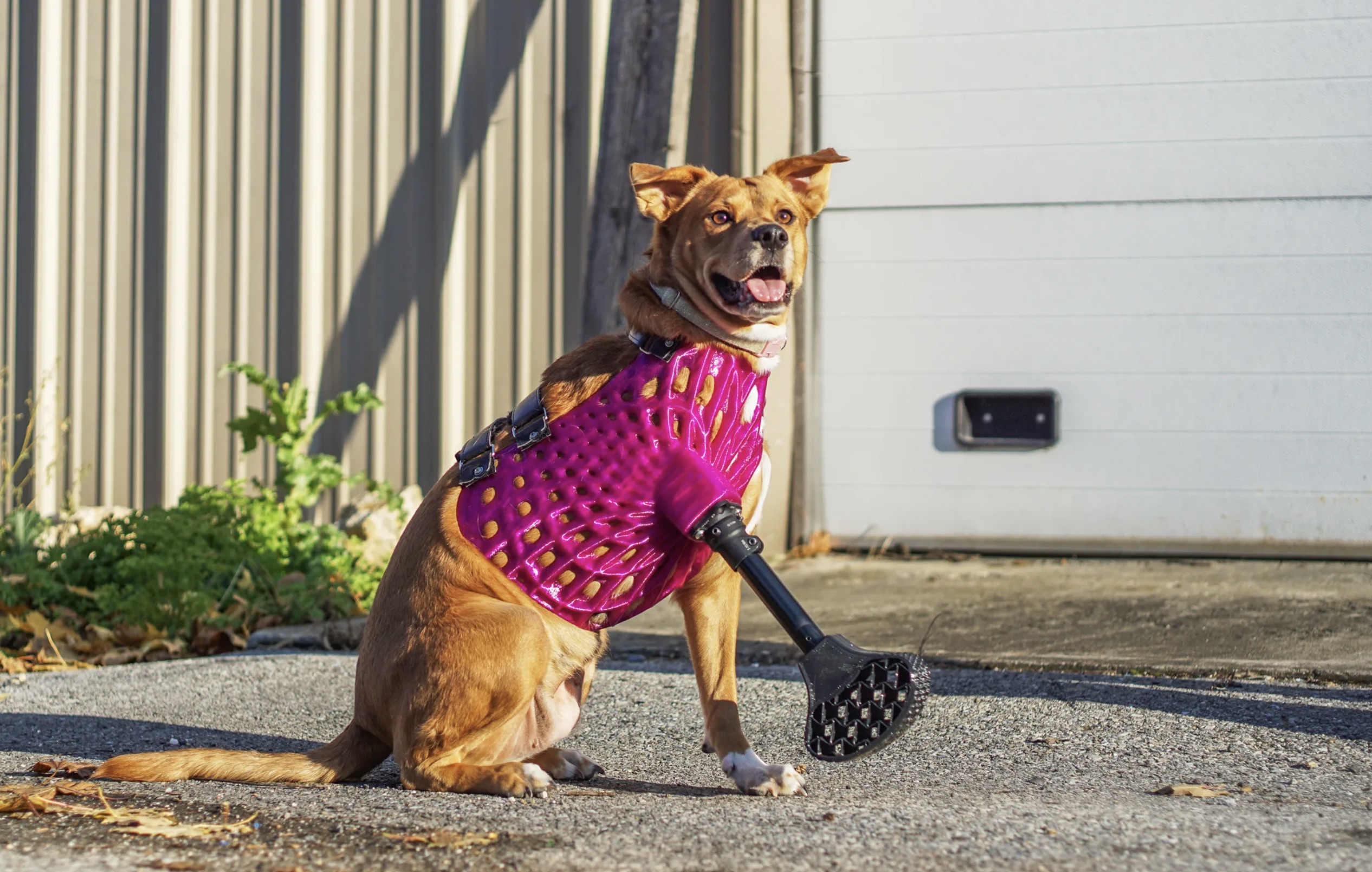 dog prosthetic