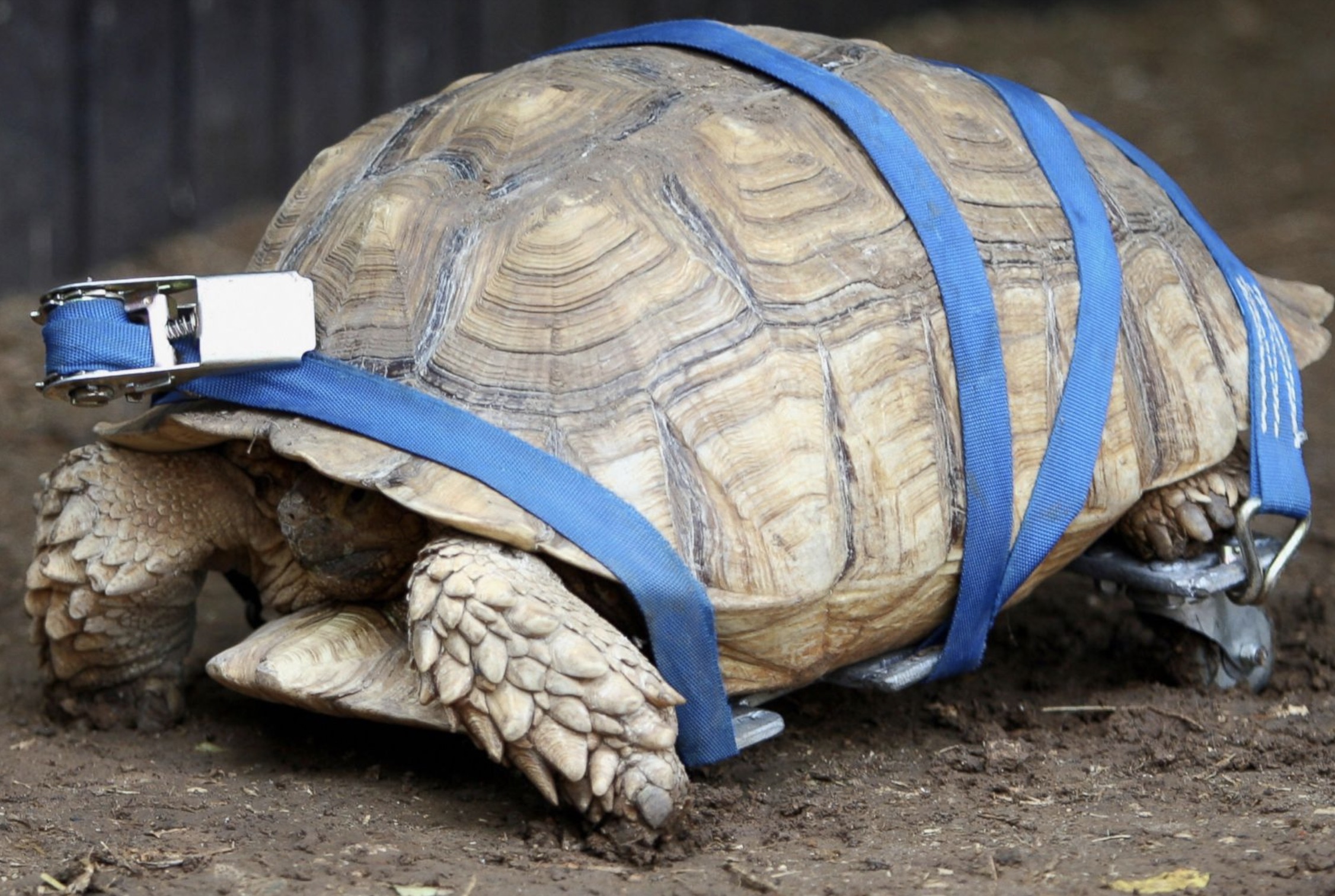 desert tortoise