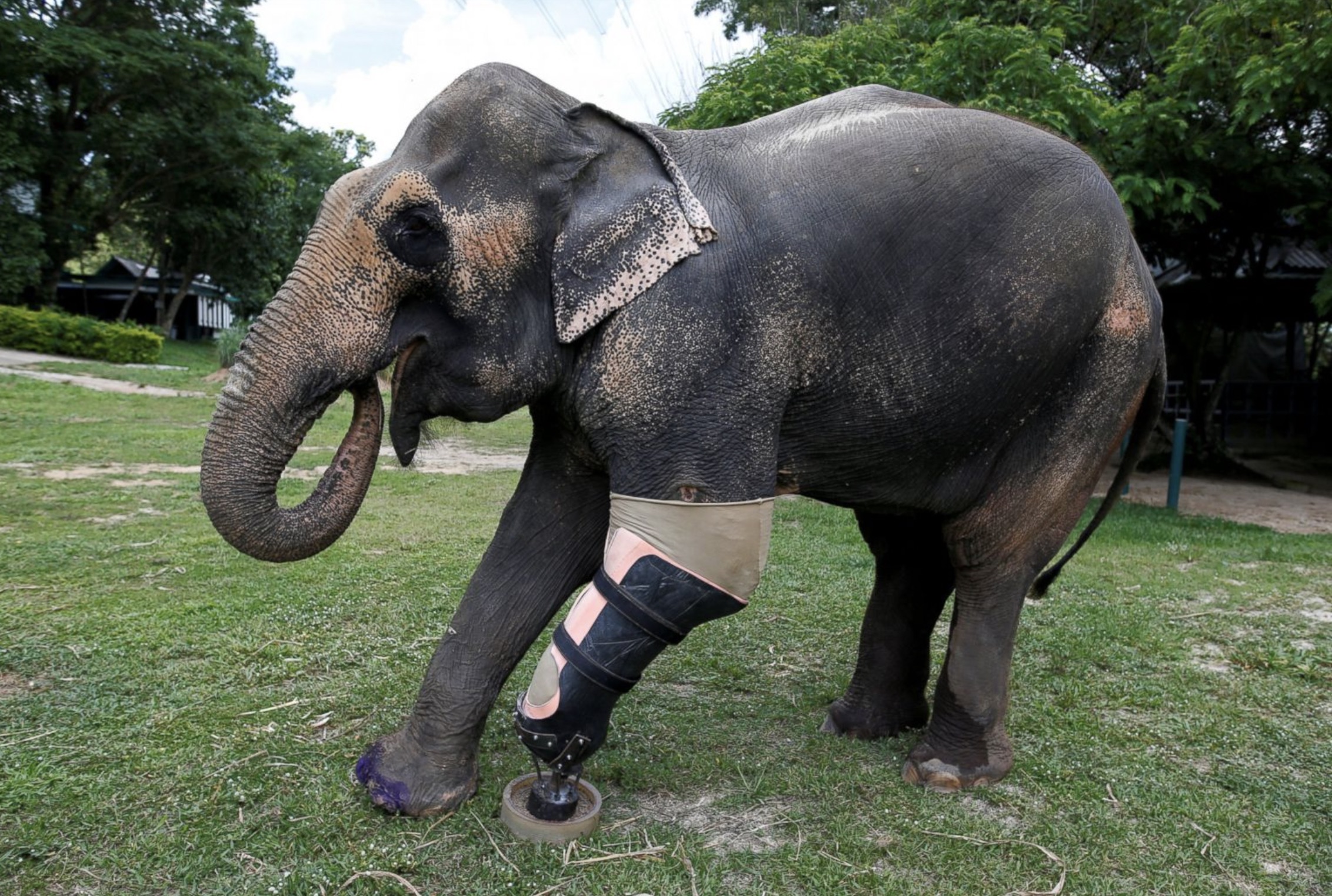 elephant with prosthetic leg