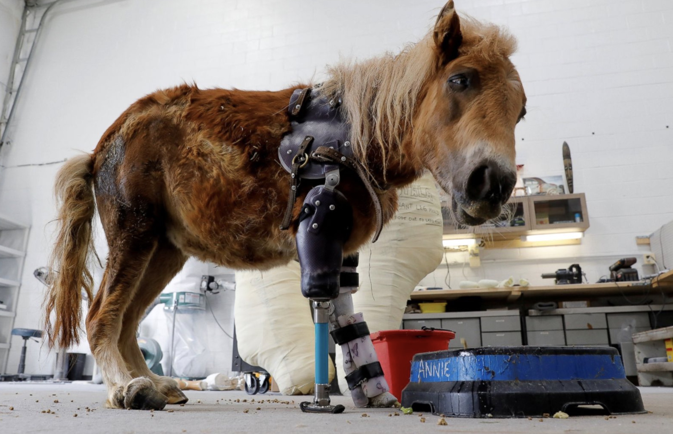 first prosthetic leg - Annie