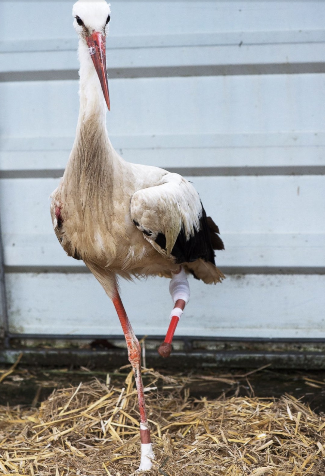 white stork