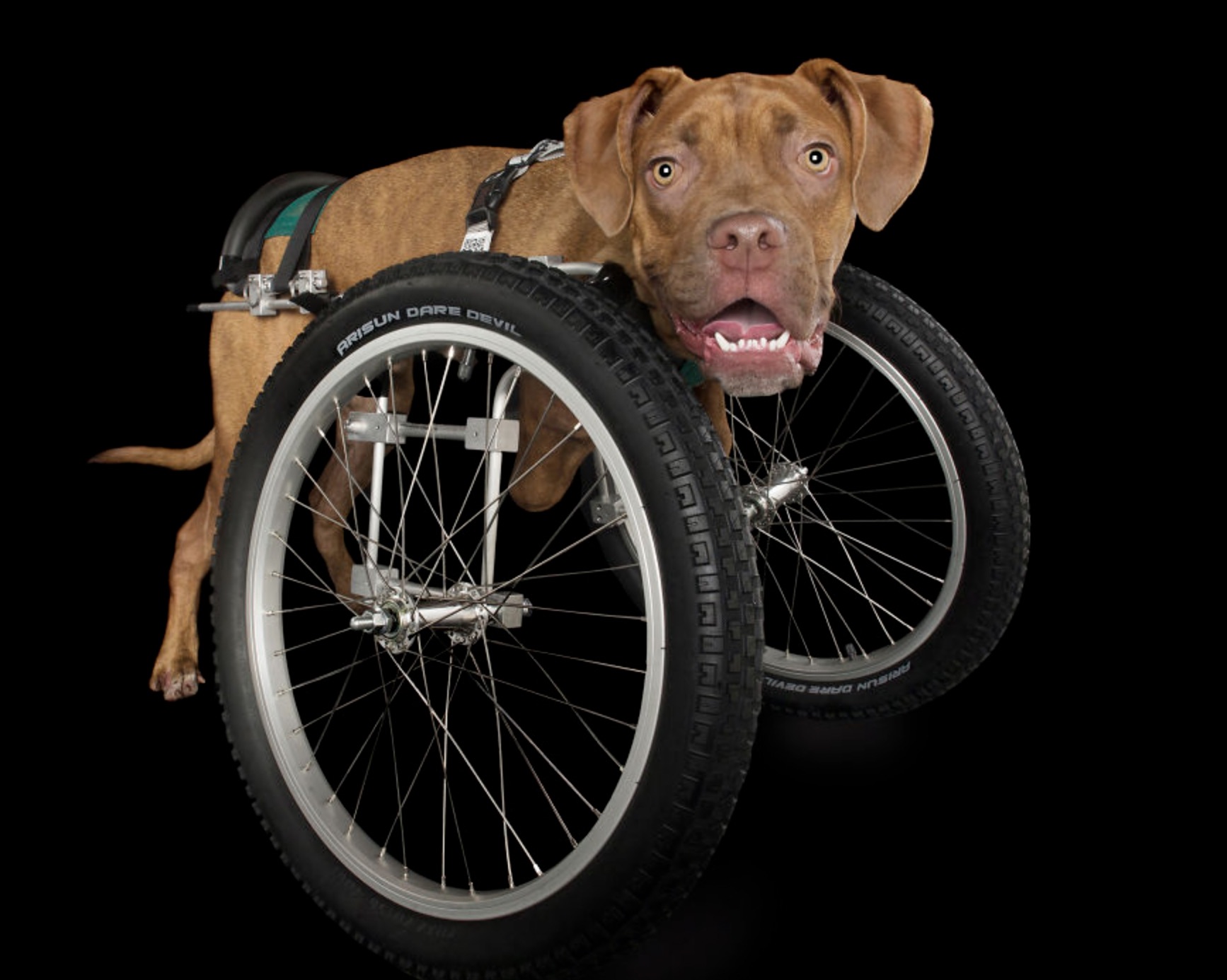 animals with disabilities - Arisun Dare Devil Tiano Bang