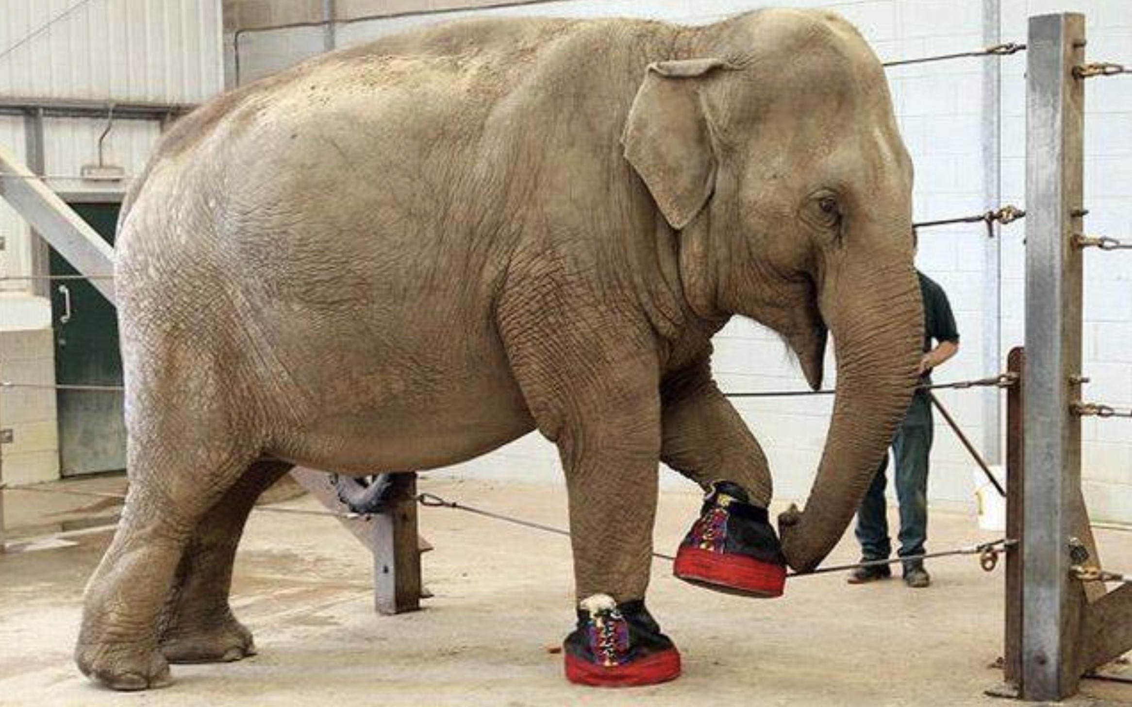 elephant in high heels