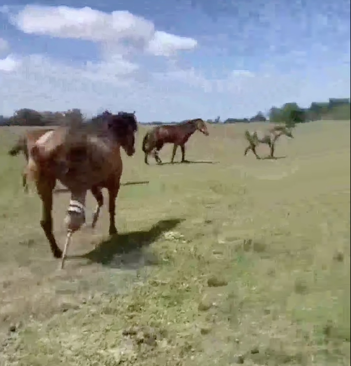 mustang horse