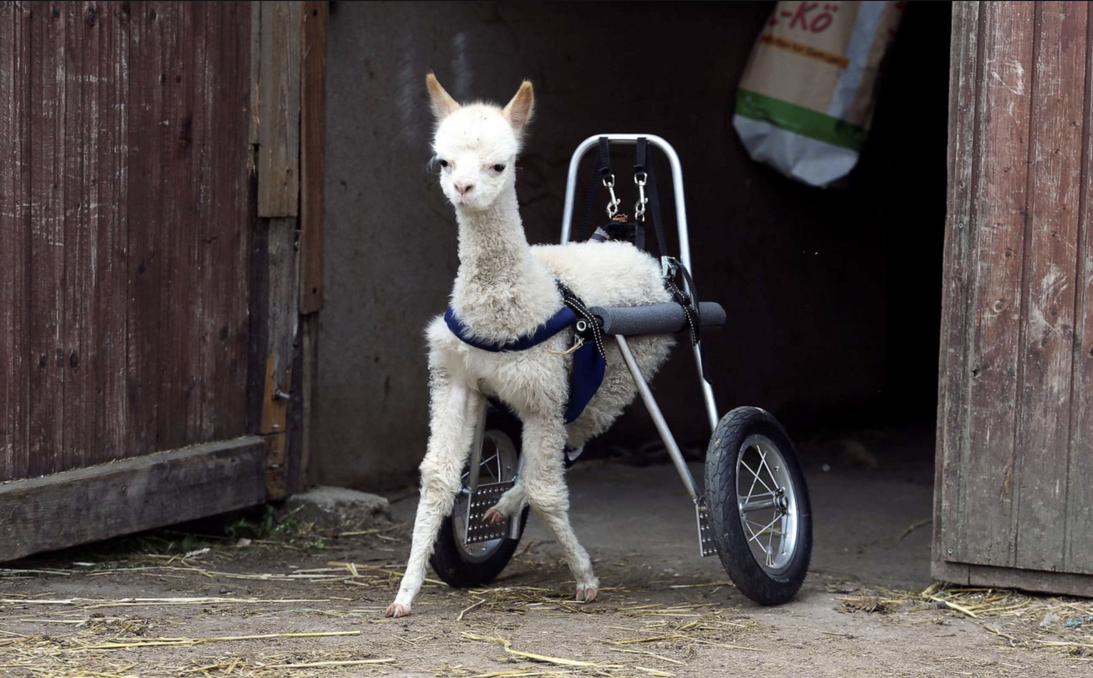 disabled animals