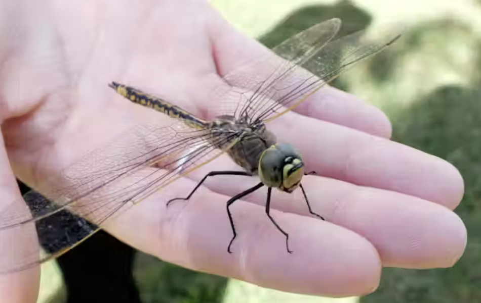 australian dragonfly