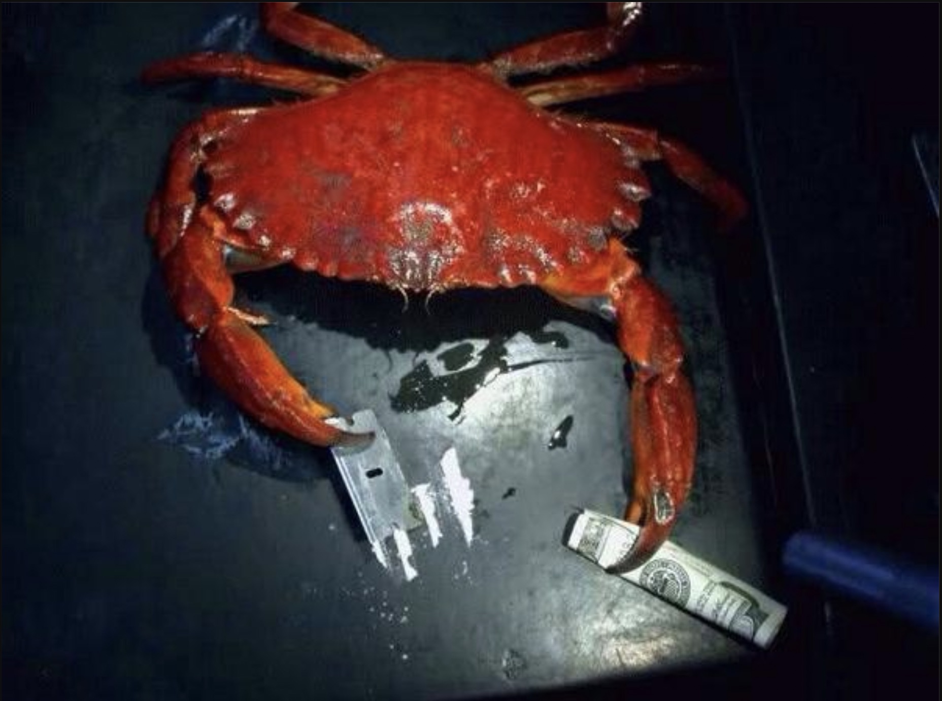 crab doing drugs