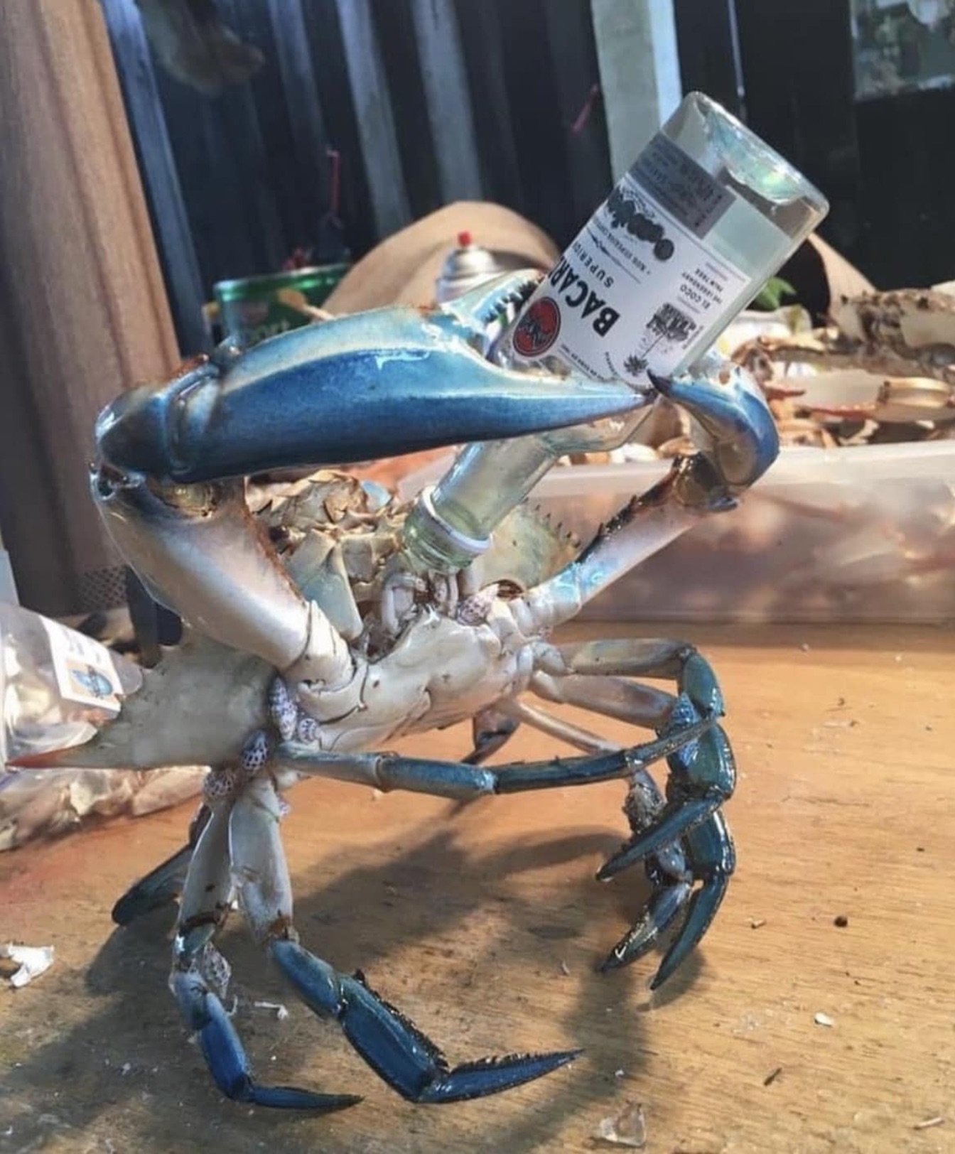 chesapeake blue crab - Bacar Superic 030313