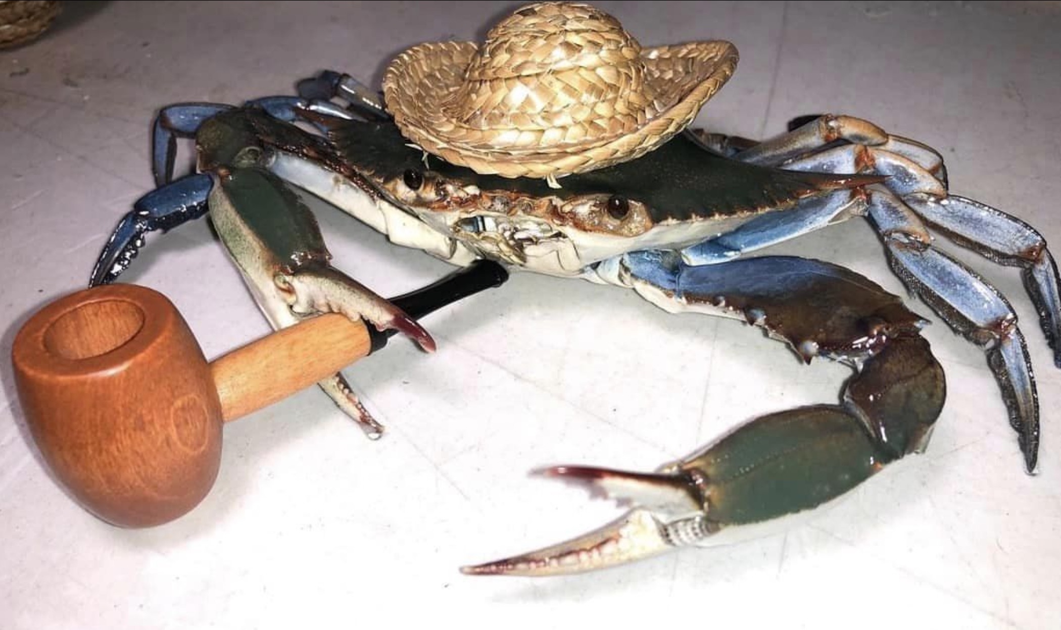 chesapeake blue crab