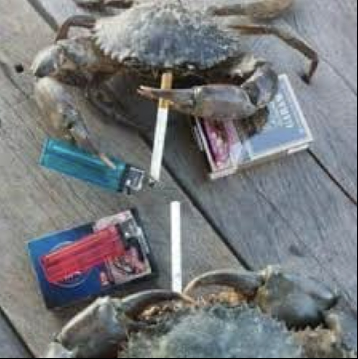 chesapeake blue crab - Aram