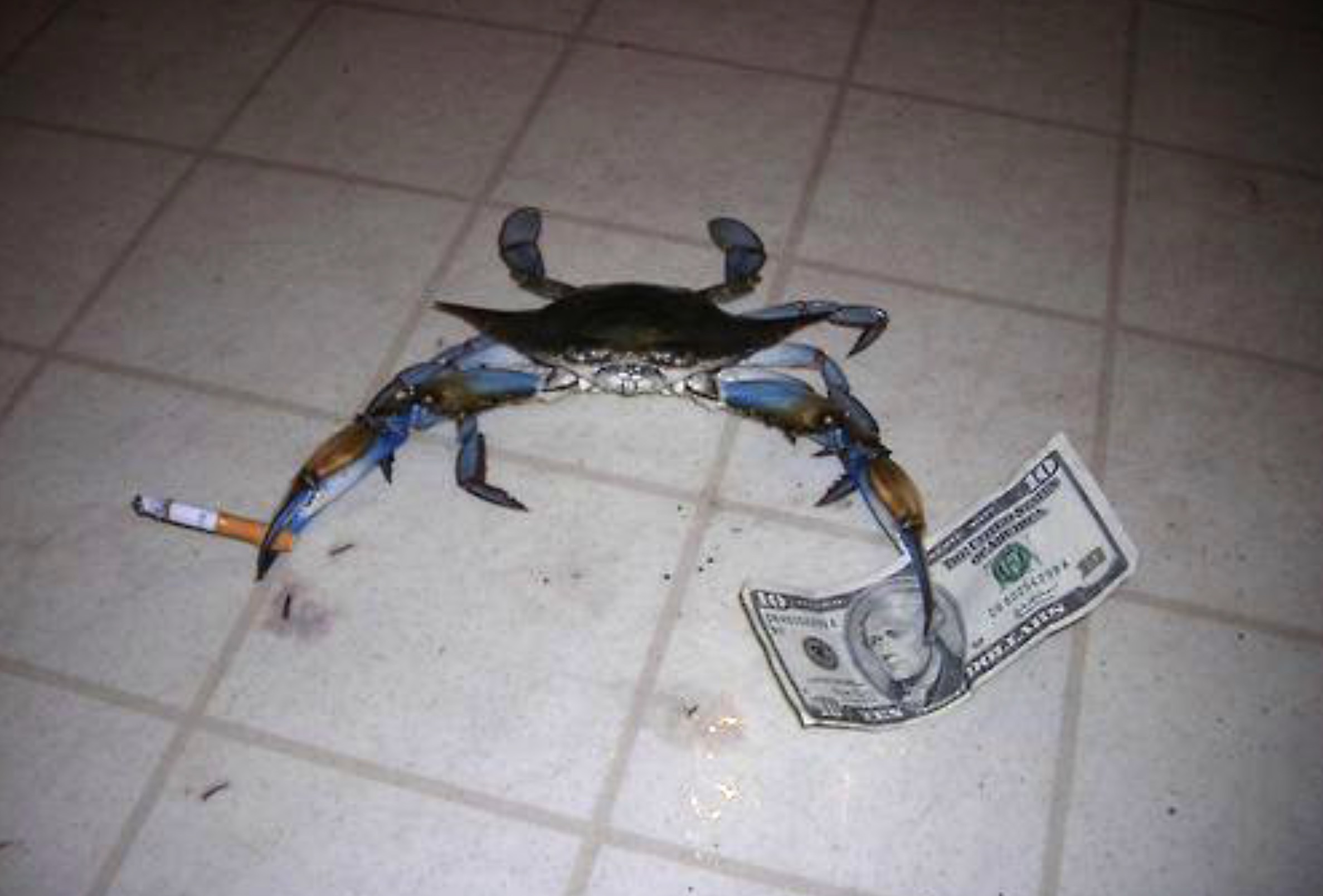 chesapeake blue crab