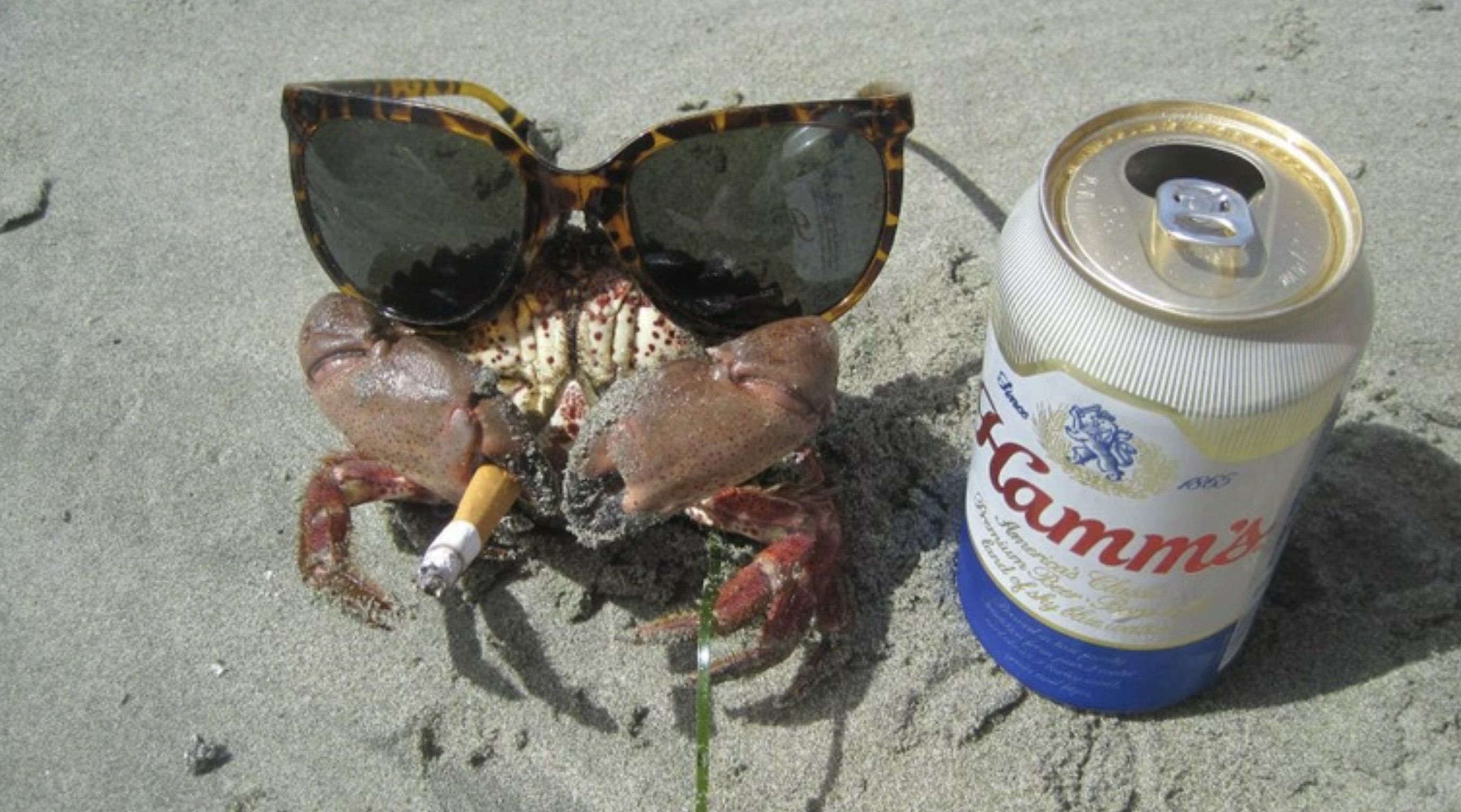 crab wearing sunglasses - Camm