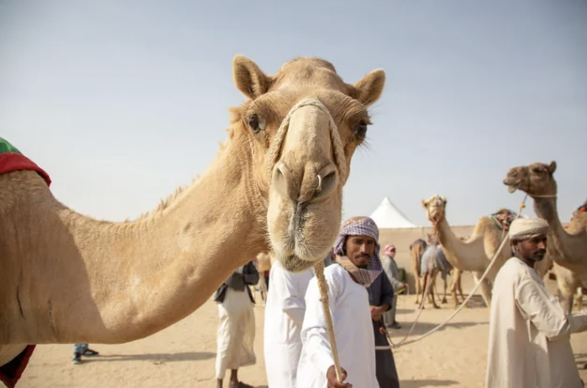 arabian camel