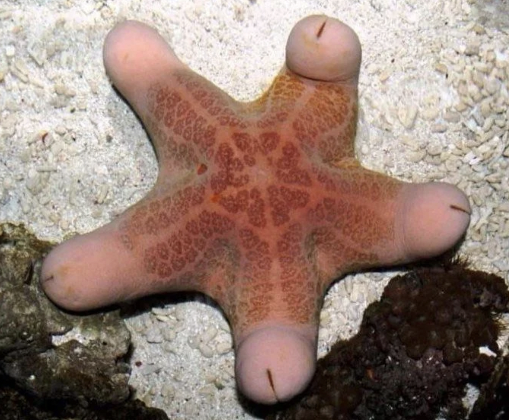 starfish