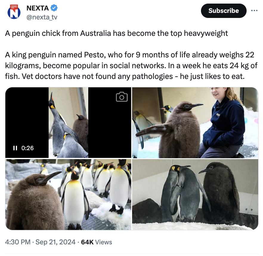 pesto penguin - emperor penguin - Nexta Subscribe A penguin chick from Australia has become the top heavyweight A king penguin named Pesto, who for 9 months of life already weighs 22 kilograms, become popular in social networks. In a week he eats 24 kg of