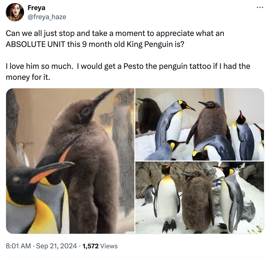 pesto penguin - pesto penguin - Freya Can we all just stop and take a moment to appreciate what an Absolute Unit this 9 month old King Penguin is? I love him so much. I would get a Pesto the penguin tattoo if I had the money for it. 1,572 Views