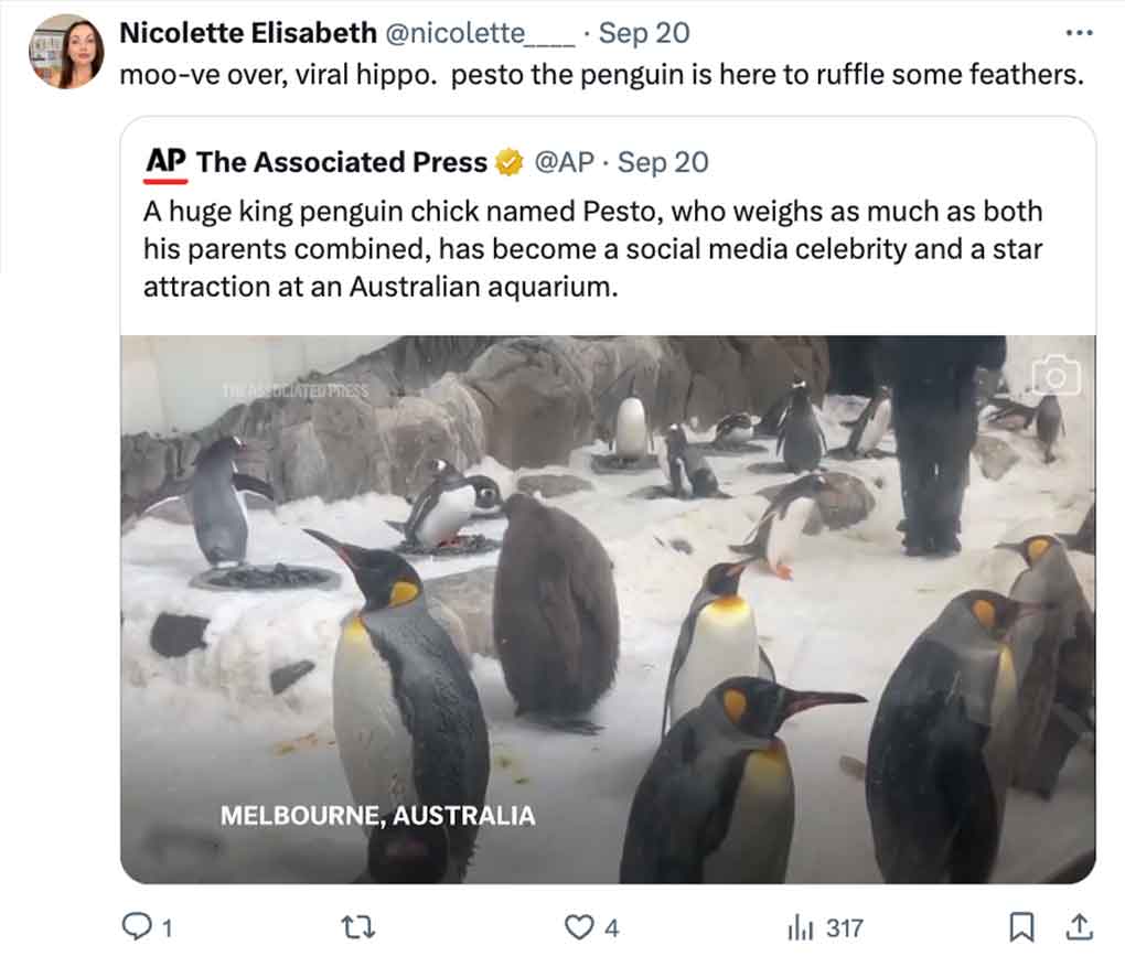 pesto penguin - king penguin - Nicolette Elisabeth __ . Sep 20 ... moove over, viral hippo. pesto the penguin is here to ruffle some feathers. Ap The Associated Press . Sep 20 A huge king penguin chick named Pesto, who weighs as much as both his parents c