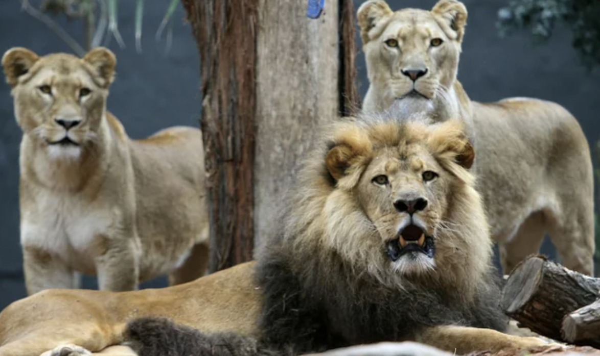 A 12-year-old Ethiopian girl who was abducted and beaten by men trying to force her into a marriage was found being guarded by three lions who apparently had chased off her captors.