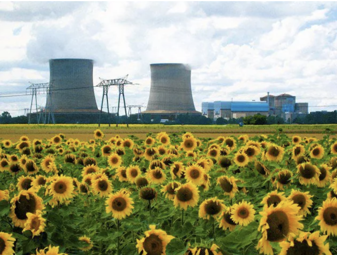 Sunflowers are used as cleanup agents near disaster sites of nuclear power plant.