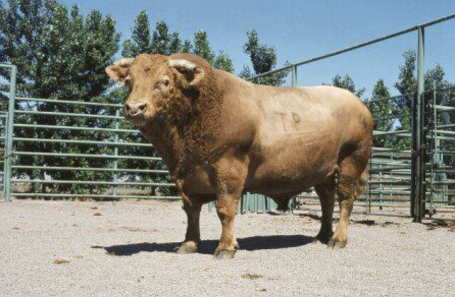 A crossbreed between a cow and a bison is called a Beefalo.