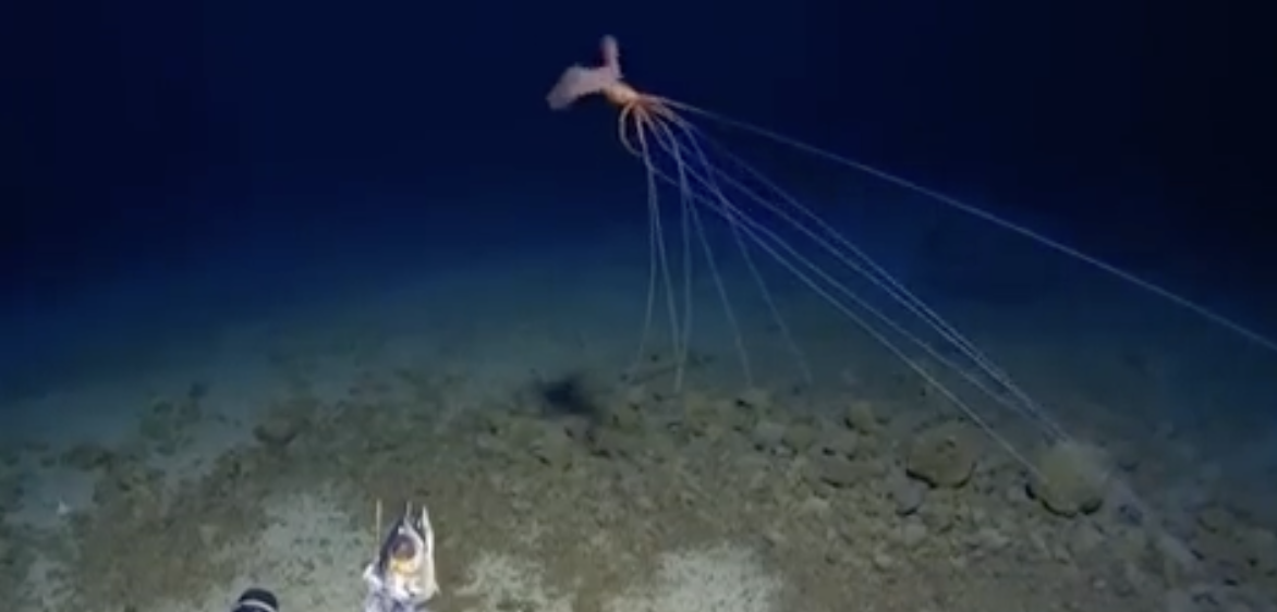 At a depth of 3.3 kilometers, they found an eight-meter squid called Magnapinna. It was first seen in 1907, and since then only 20 sightings of the species have been recorded.