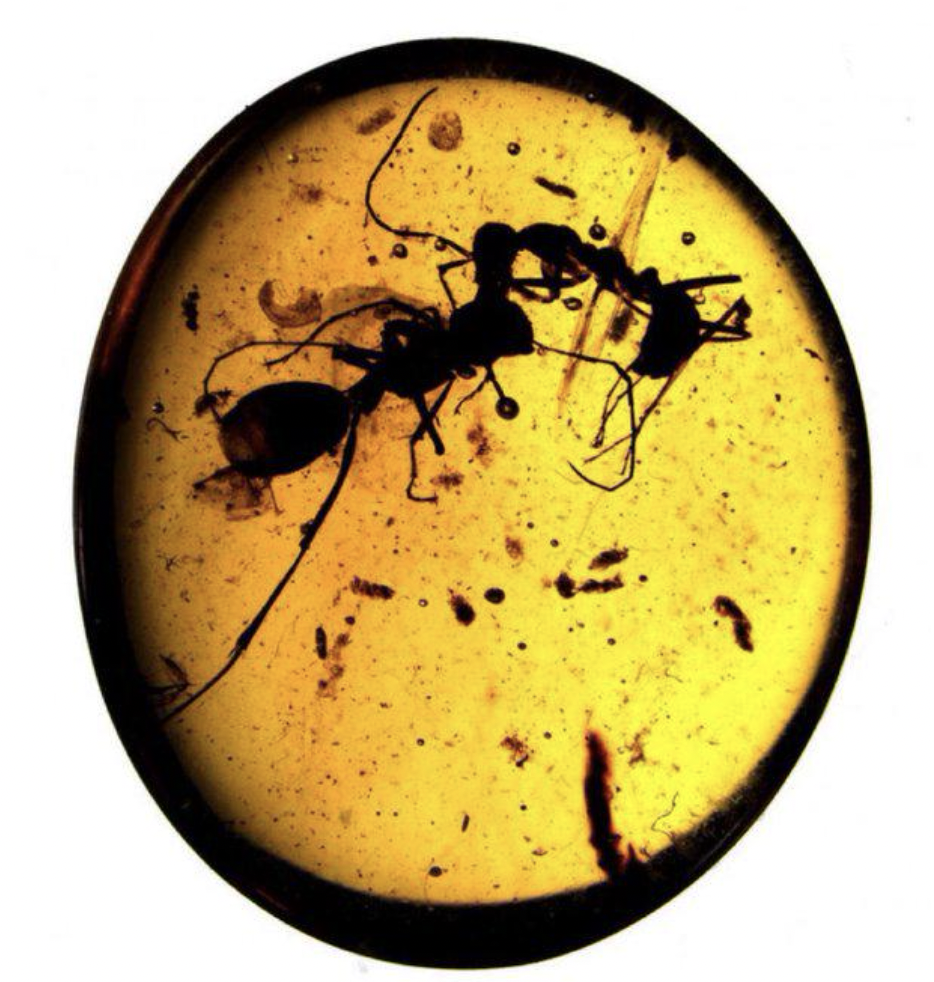 100 million years ago in the Cretaceous period, in Myanmar, two different ant species had a disagreement, a bygone battle made eternal when they froze in time in Burmese Amber.