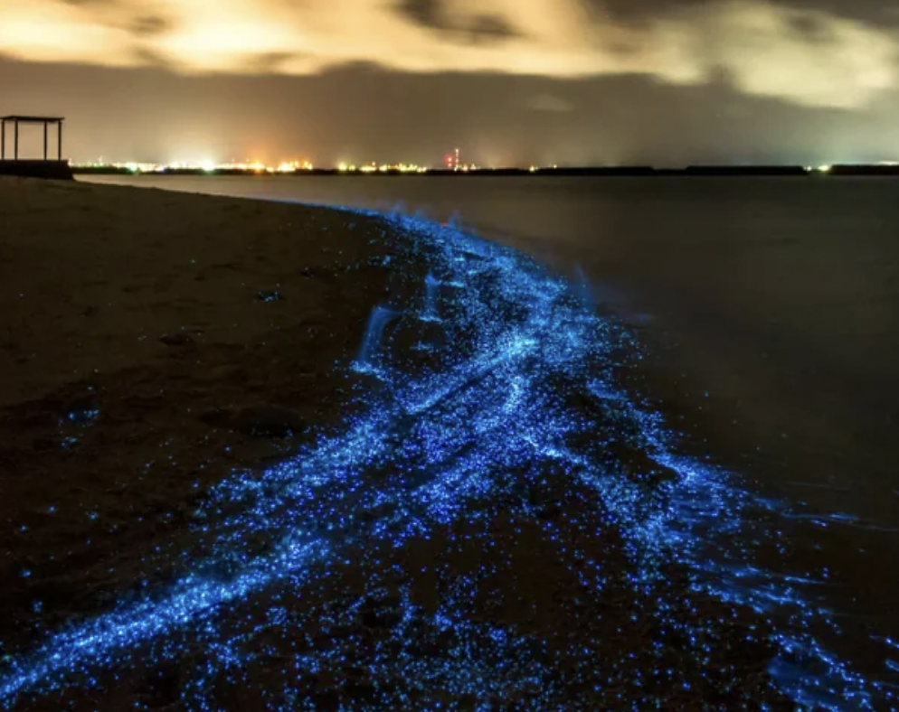 The Bioluminescent Waves of Vaadhoo Island.