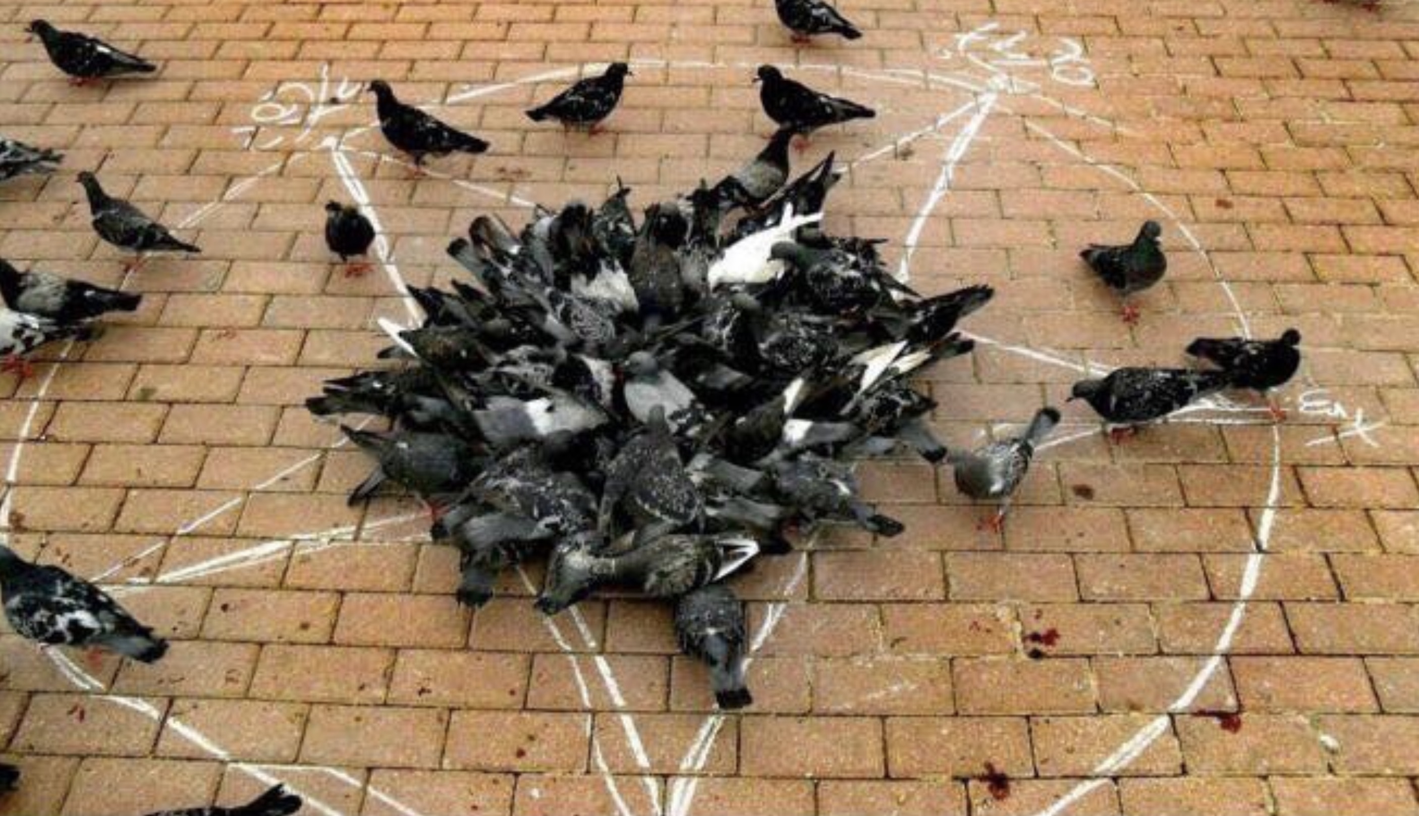 cursed images of pigeons